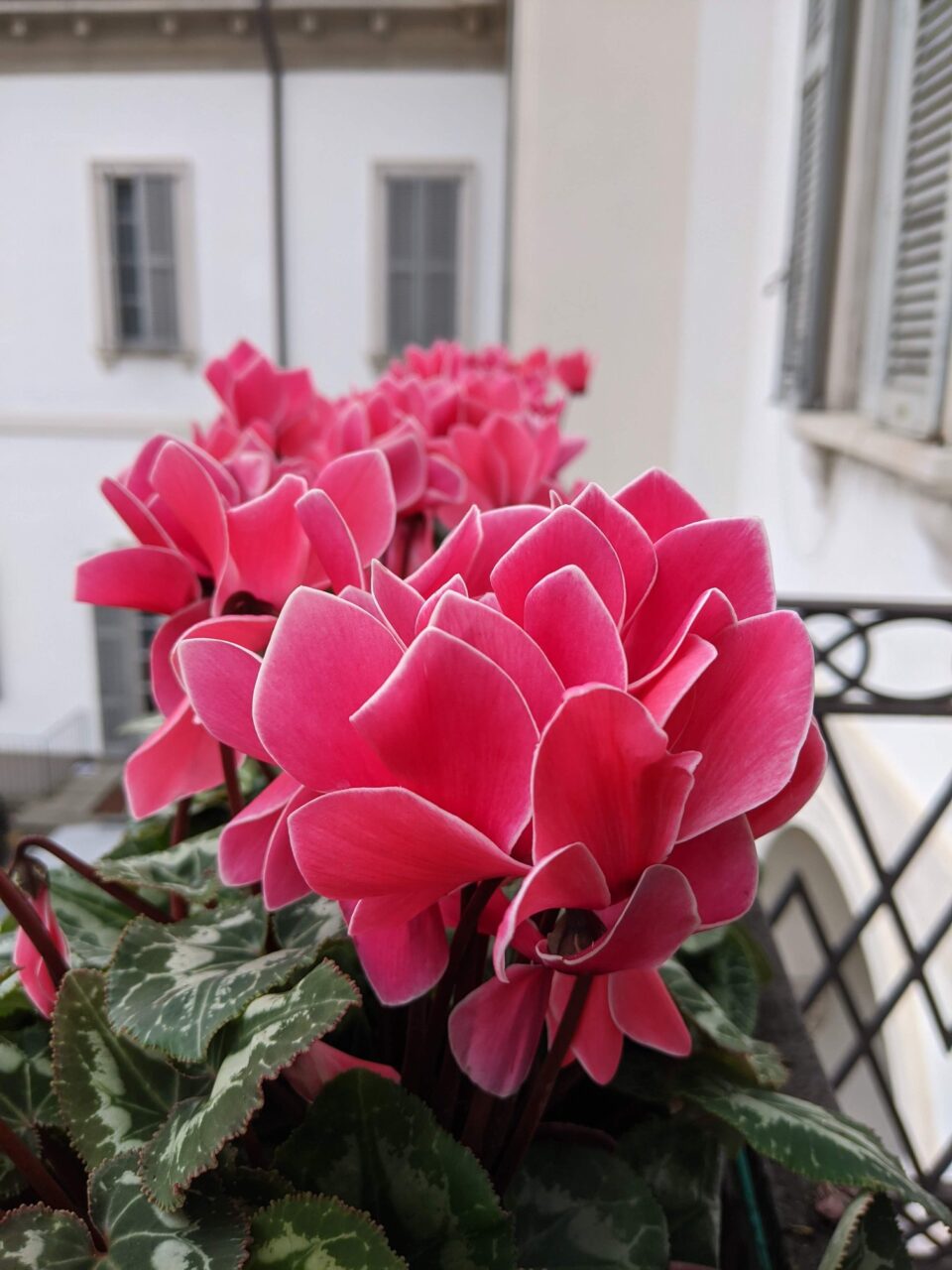 Giro d'Italia a Cernusco , foto del Comune di Cernusco sul Naviglio