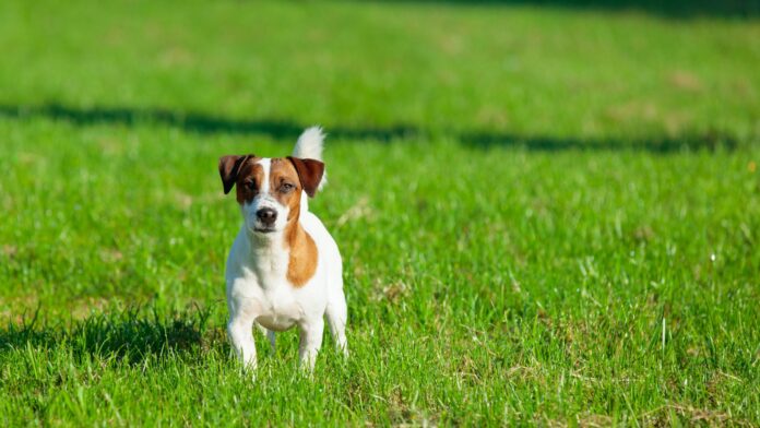 dog in the park