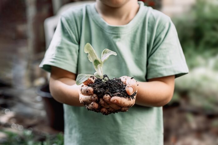 Young plant sprout in little boy's hands. Concept of farming and environment protection