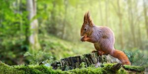Cute red squirrel eating a nut in green spring forest with copy space